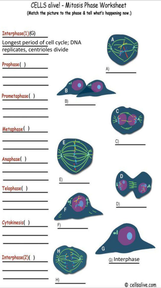 Cells Alive  Mitosis  Ppt Download