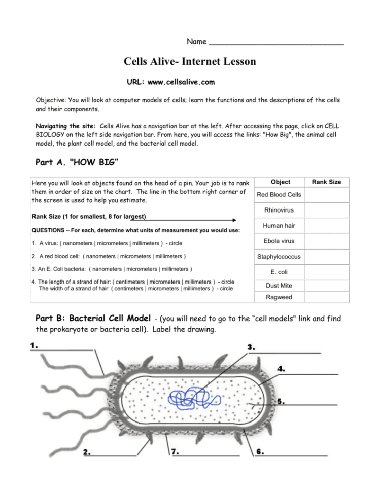 Cells Alive Plant Cell Worksheet Answer Key Db excel
