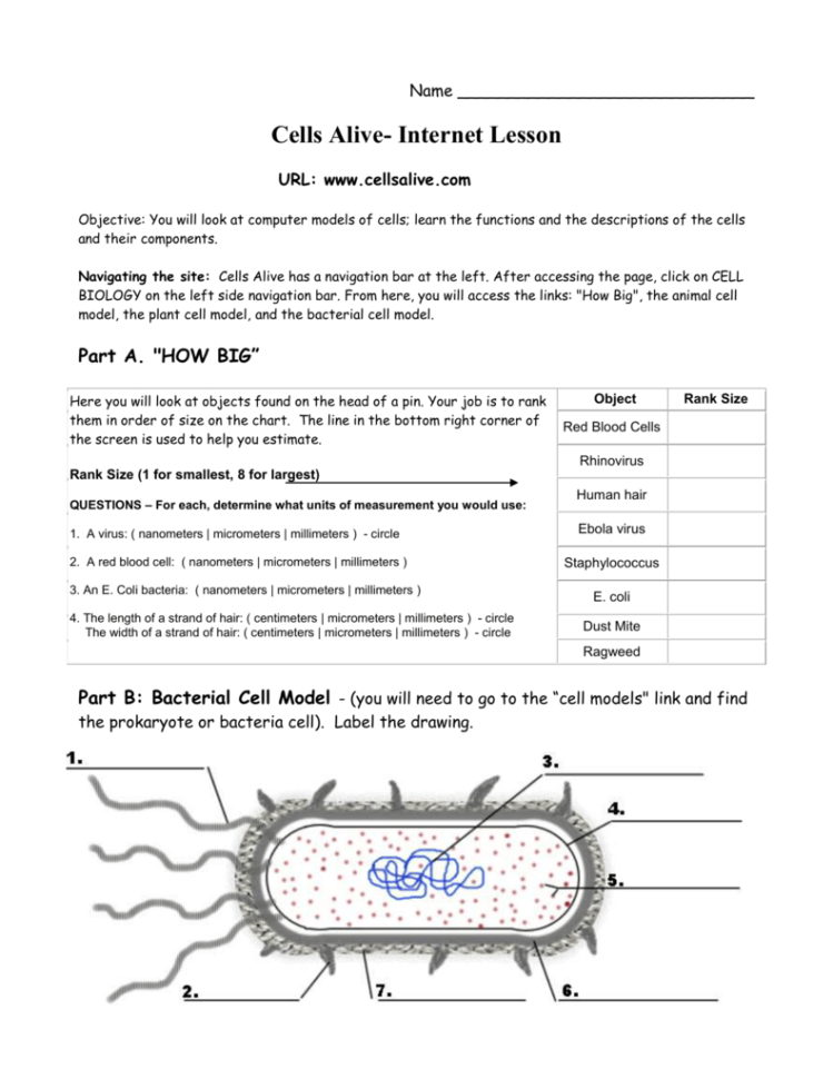Cells Alive  The Biology Corner