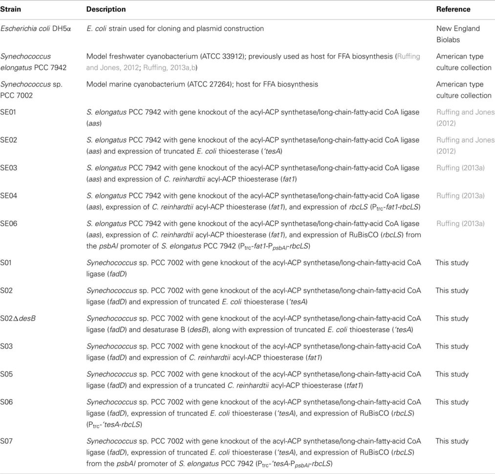 Cellular Respiration Breaking Down Energy Worksheet Answers