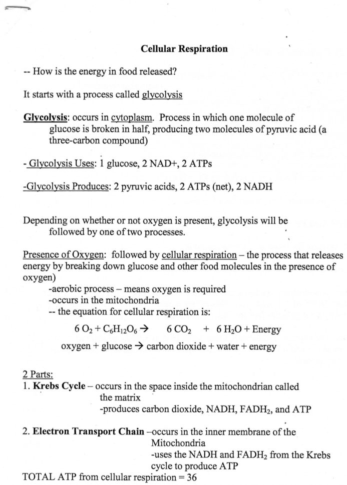 Cellular Respiration Breaking Down Energy Worksheet  Yooob