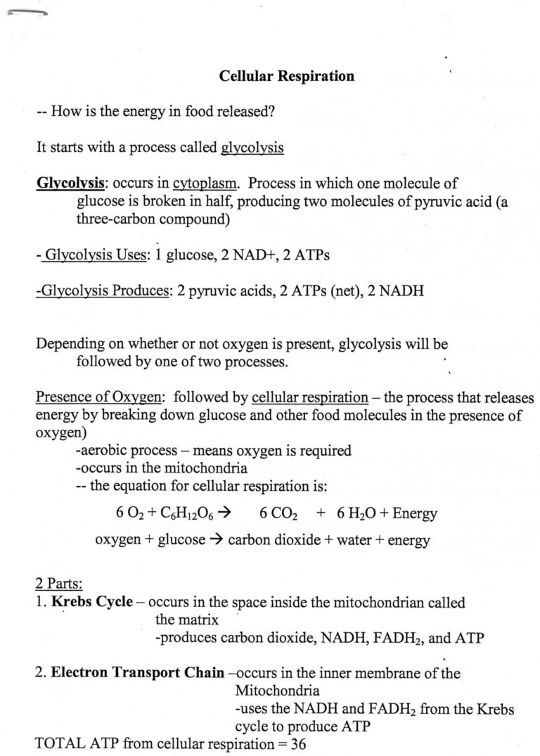 Cellular Respiration Breaking Down Energy Worksheet — Db