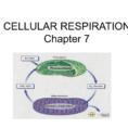 Cellular Respiration Chapter 7