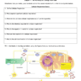 Cellular Respiration Overview Worksheet Chapter 7