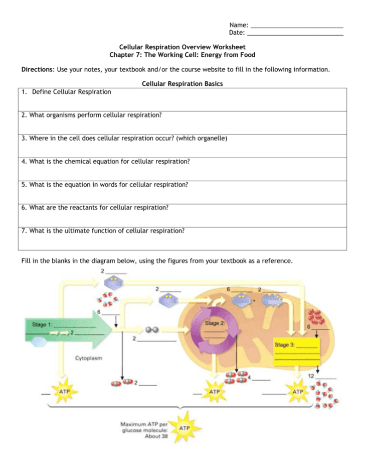 cellular respiration critical thinking questions answers