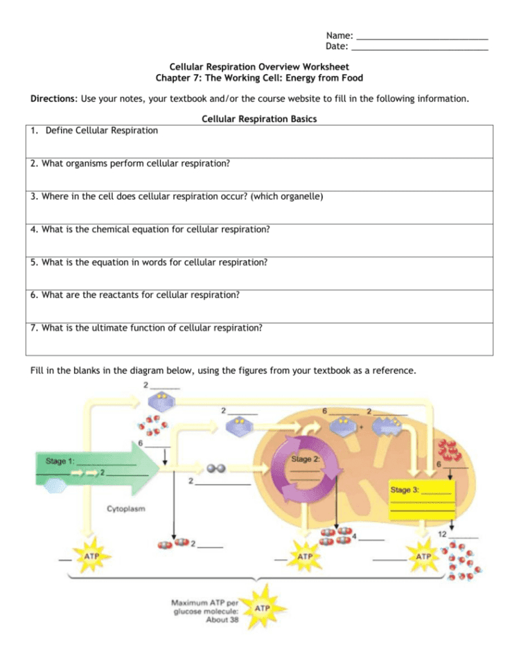 Cellular Respiration And Fermentation Worksheet