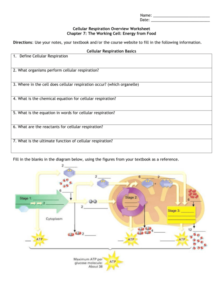 Cellular Respiration Worksheet Key