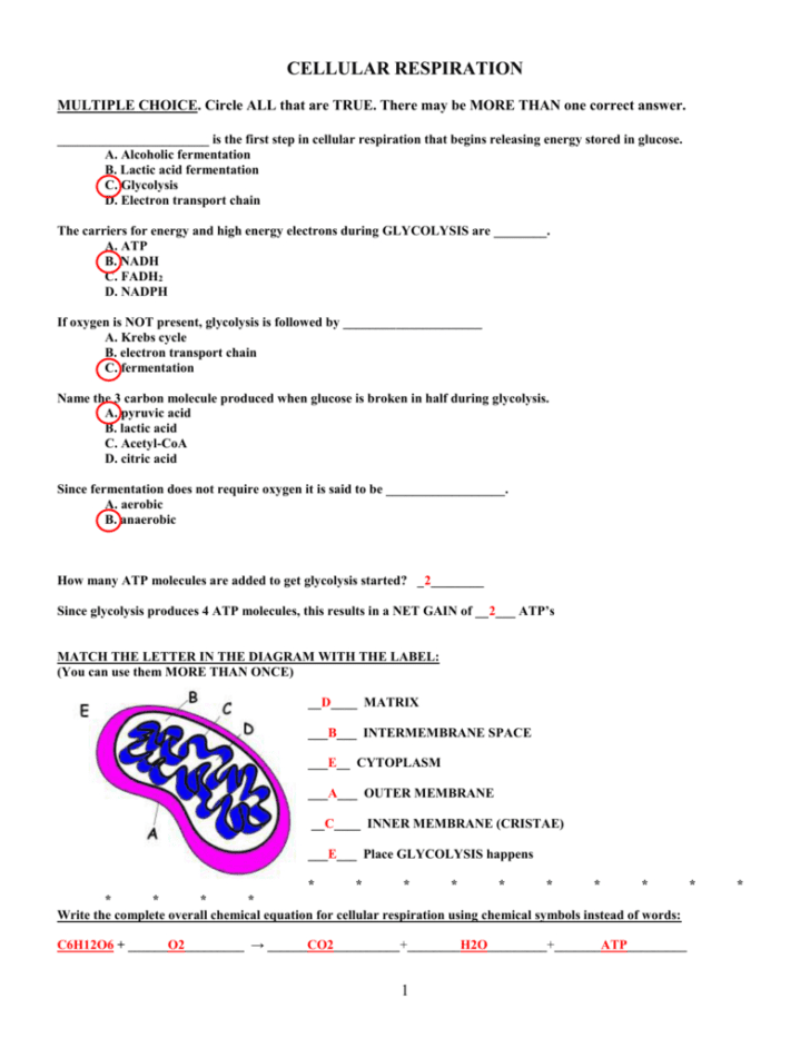 Atp Worksheet Answers