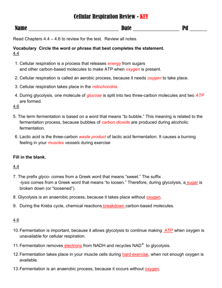 Cellular Respiration Review