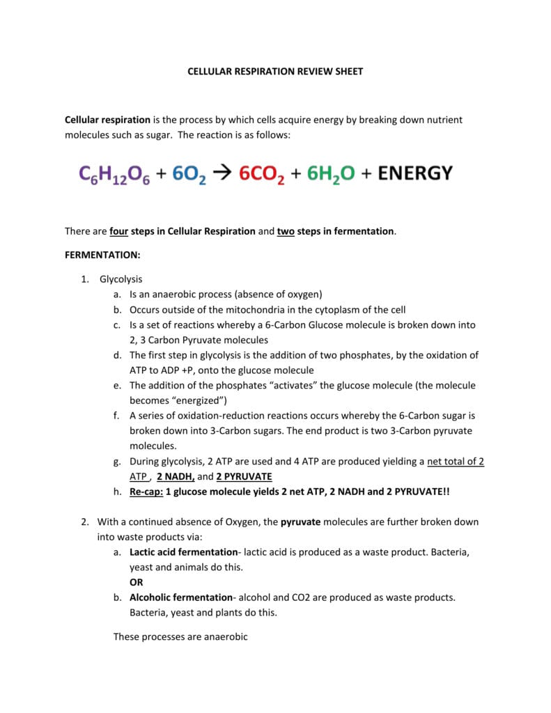 cellular-respiration-review-worksheet-answer-key-db-excel