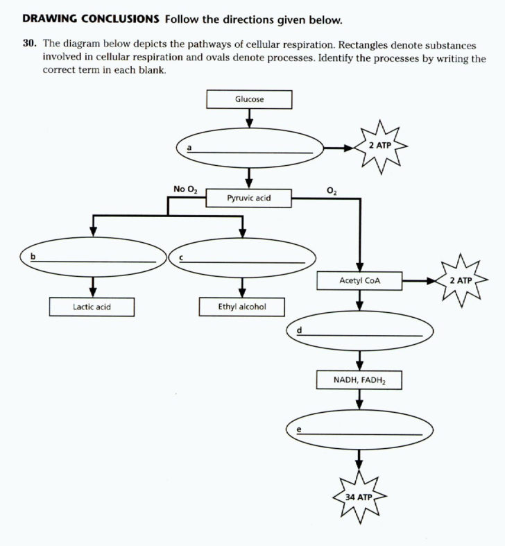 Photosynthesis And Cellular Respiration Review Worksheet Answer Key