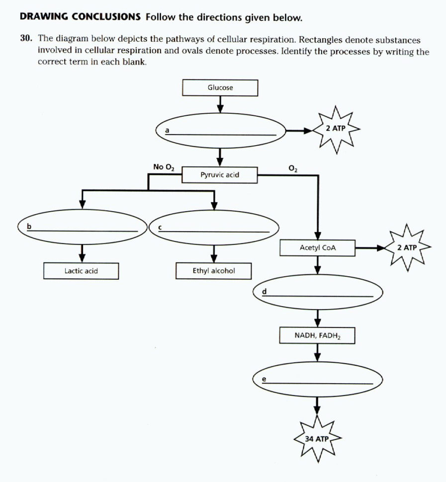 Cellular Respiration Review Sheet