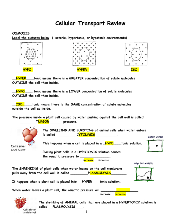 Cellular Transport Worksheet — db-excel.com