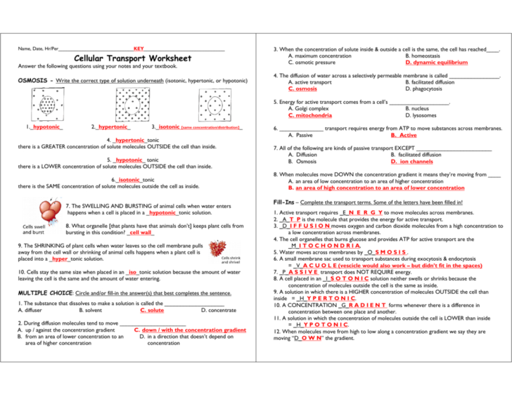 Cell Transport Worksheet