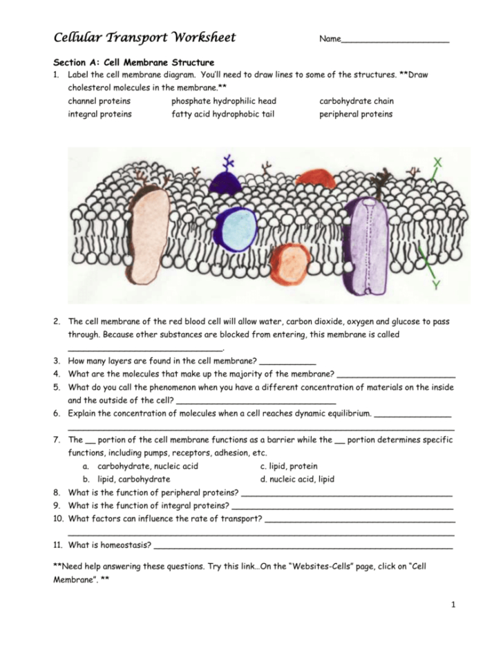 Membrane Structure And Function Worksheet