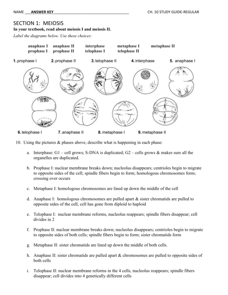 Meiosis 1 And 2 Worksheet Answers