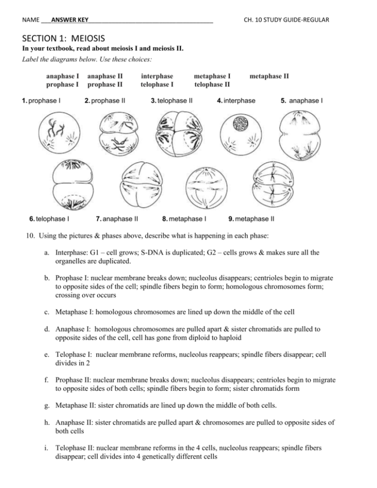 Meiosis 1 And Meiosis 2 Worksheet Answer Key Db excel