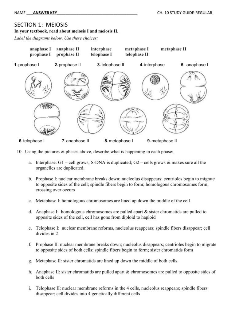Cell Reproduction Worksheet Answers