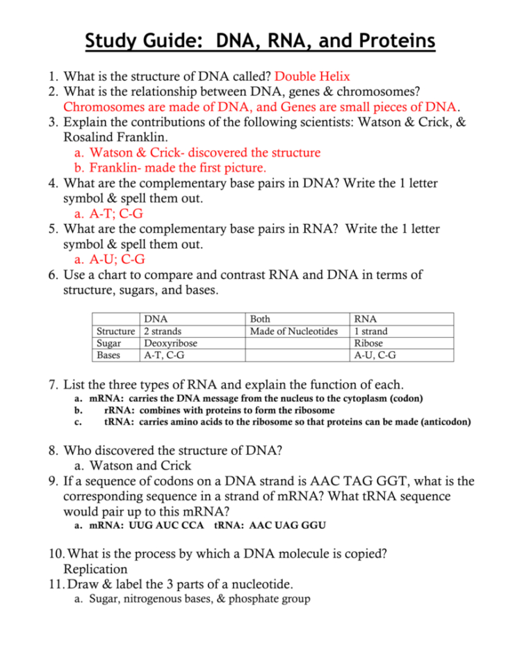 biology rna worksheet answer key