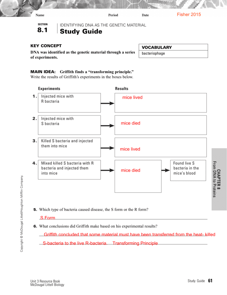 Dna Mutations Practice Worksheet Conclusion Answers Dna Mutations Practice Worksheet Conclusion Answers