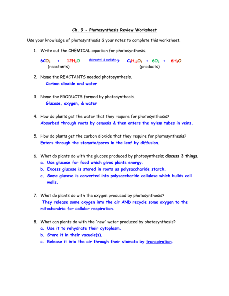 Photosynthesis Worksheet Answer Key