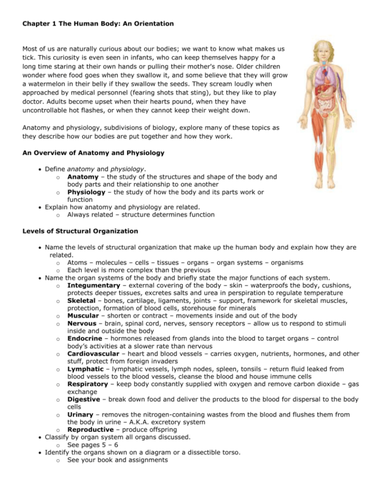 Chapter 1 The Human Body An Orientation