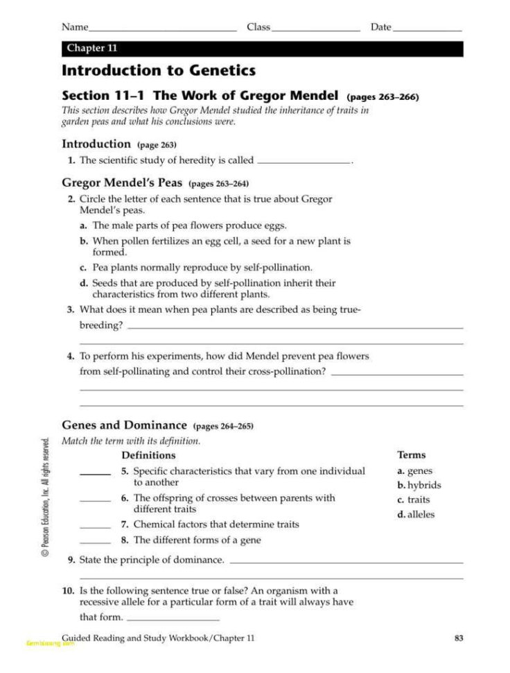 Chapter 11 Introduction To Genetics Worksheet Answers