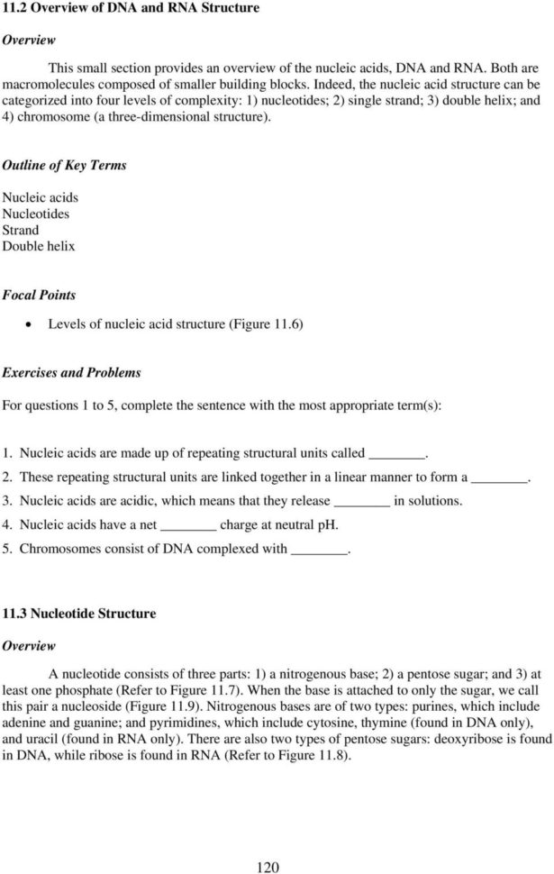 Chapter 11 Molecular Structure Of Dna And Rna  Pdf