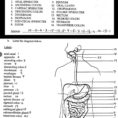 Chapter 11 The Cardiovascular System Worksheet Answer Key