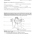 Chapter 11 The Cardiovascular System Worksheet Answer Key 14