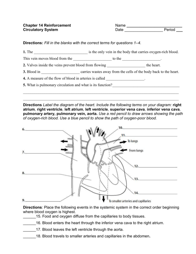 Chapter 11 The Cardiovascular System Worksheet Answer Key 14