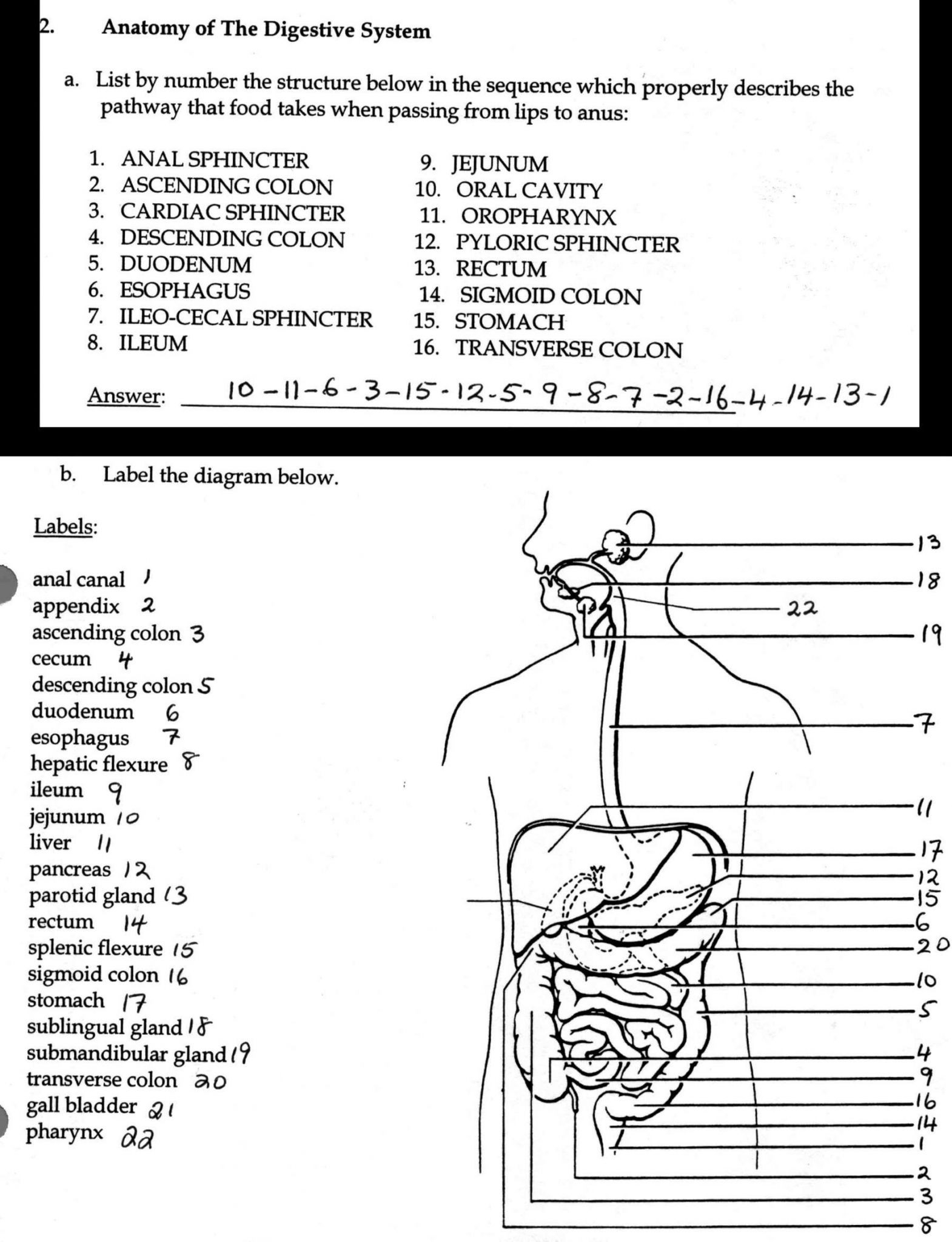 Chapter 11 The Cardiovascular System Worksheet Answer Key