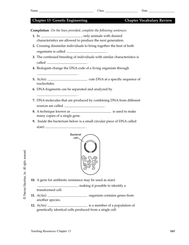 Chapter 13 Genetic Engineering Chapter Vocabulary Review — db-excel.com