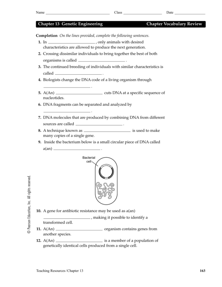 Chapter 13 Genetic Engineering Chapter Vocabulary Review