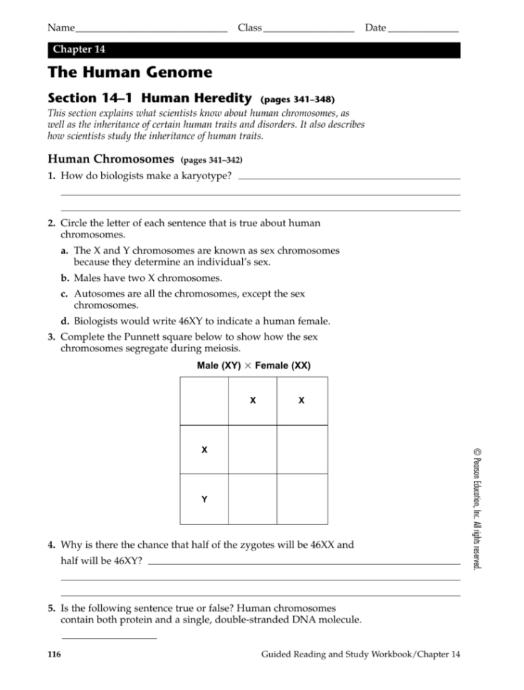 Chapter 14 The Human Genome Worksheet Answer Key — Db-excel.com