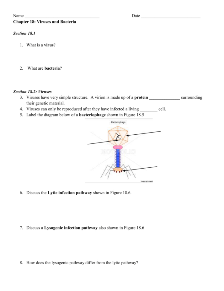 Chapter 18 Bacteria And Viruses Worksheet