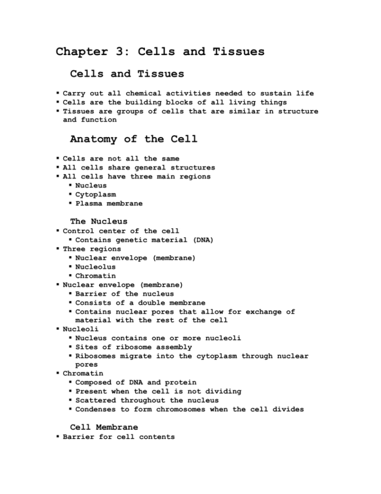 Chapter 3 Cells And Tissues