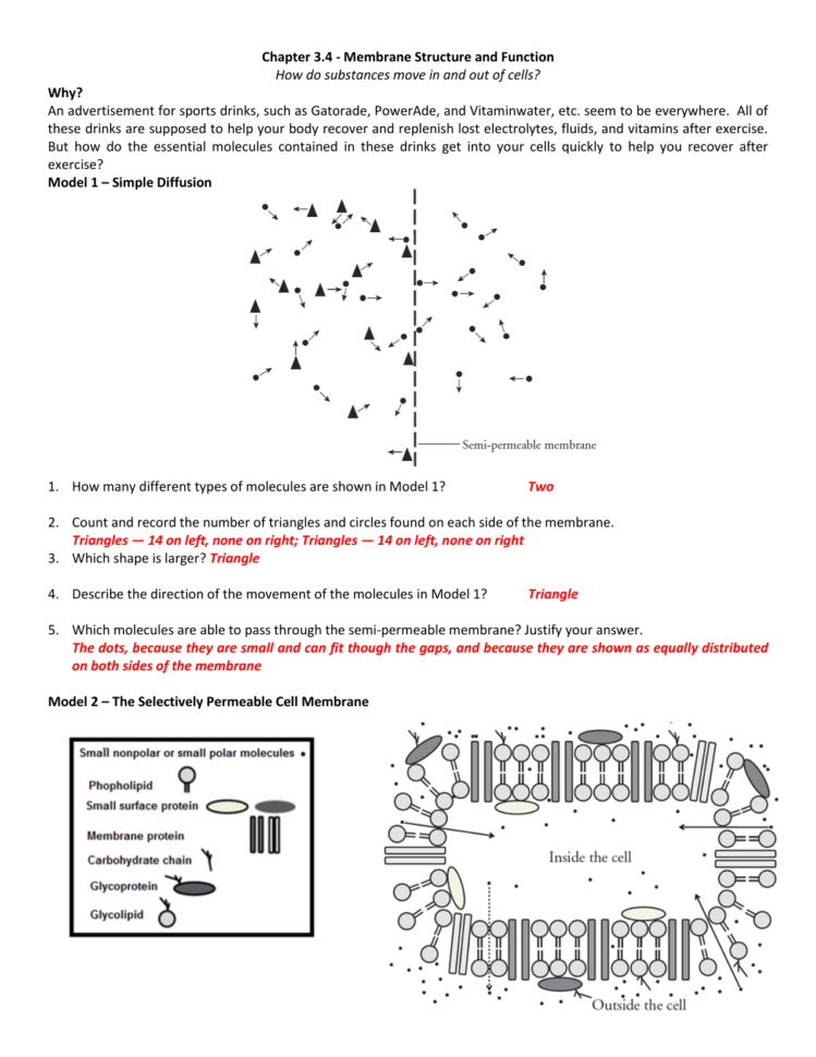 Chapter 34  Membrane Structure And Function How Do Substances