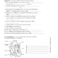 Chapter 37 Circulatory And Respiratory Systems Chapter