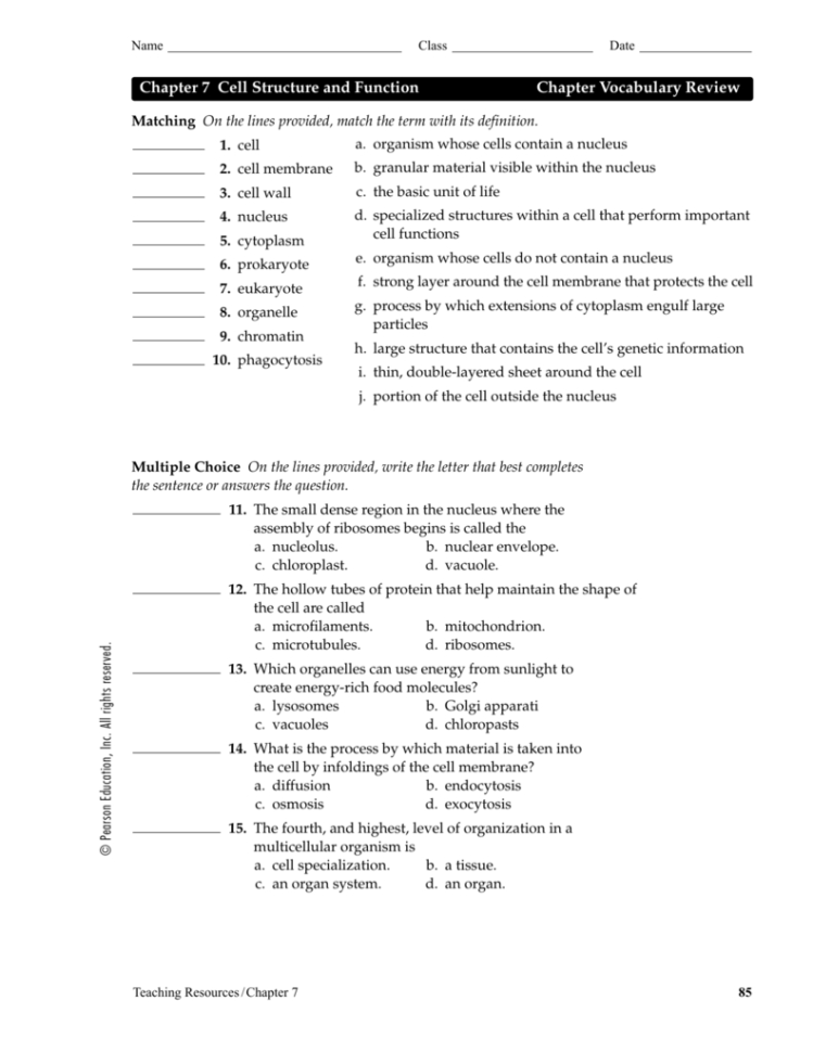 Chapter 7 Cell Structure And Function Chapter Vocabulary Review