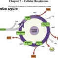 Chapter 7 Cellular Respiration  Pdf