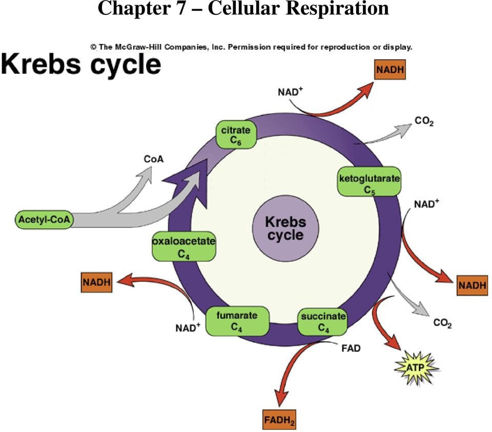 Cellular Respiration Overview Worksheet Chapter 7 Answer Key