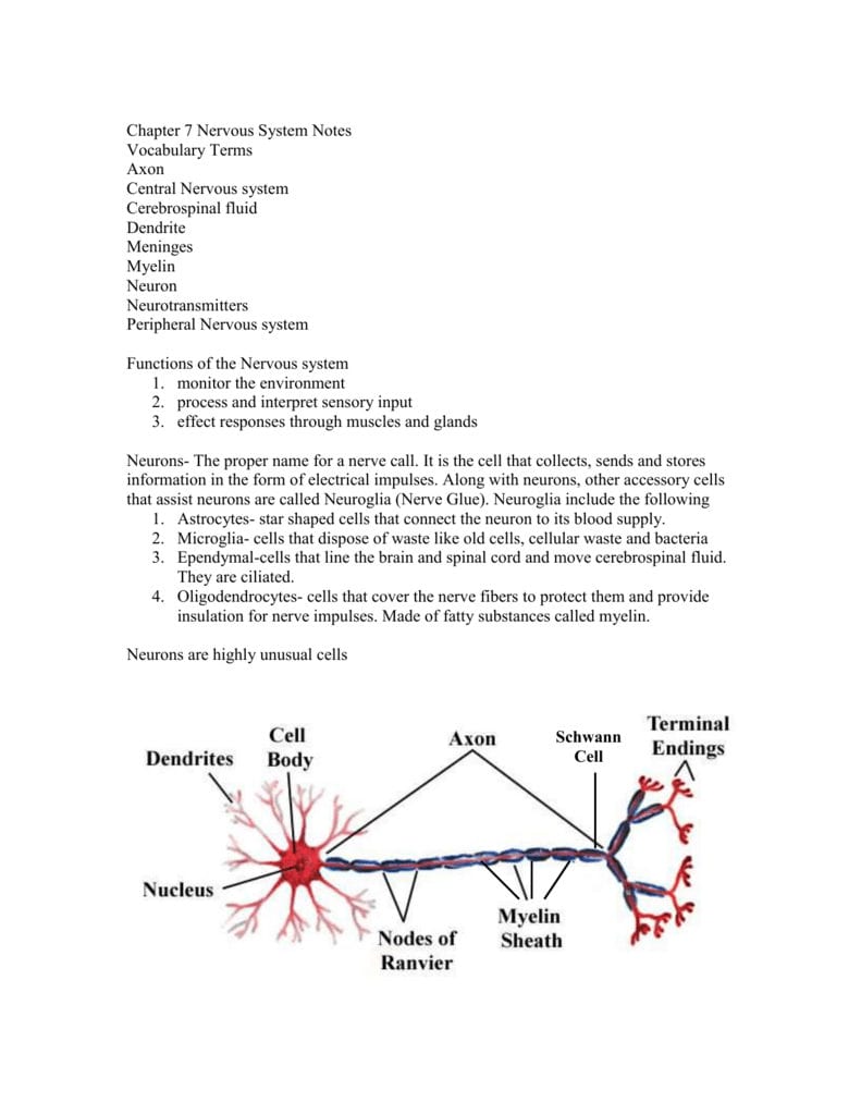 Chapter 7 The Nervous System Worksheet Answers Db excel
