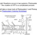 Chapter 7 Photosynthesis  Ppt Video Online Download