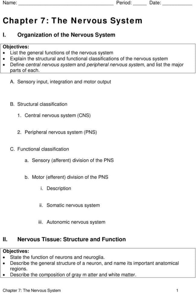 Chapter 7 The Nervous System  Pdf