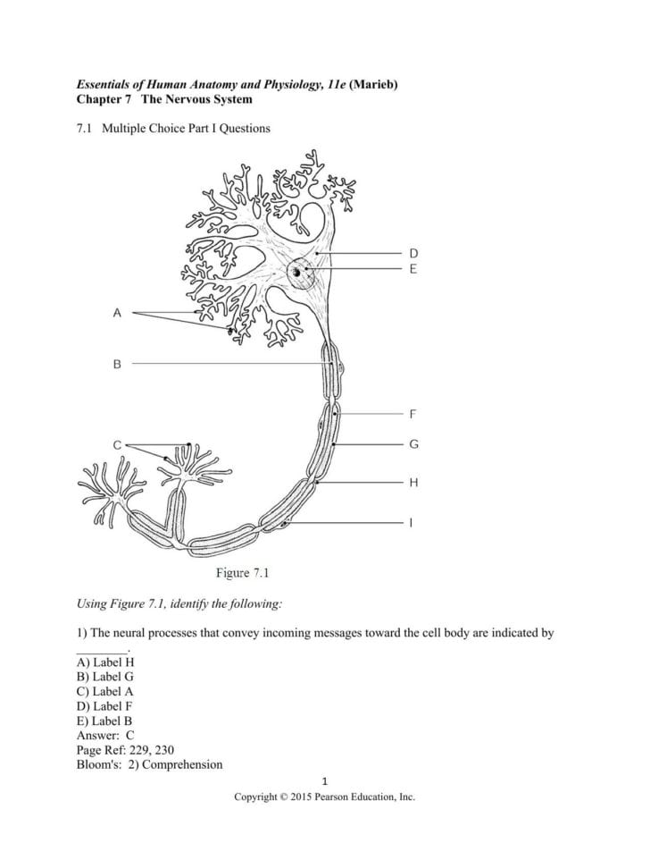 Chapter 7 The Nervous System Worksheet Answers Db excel
