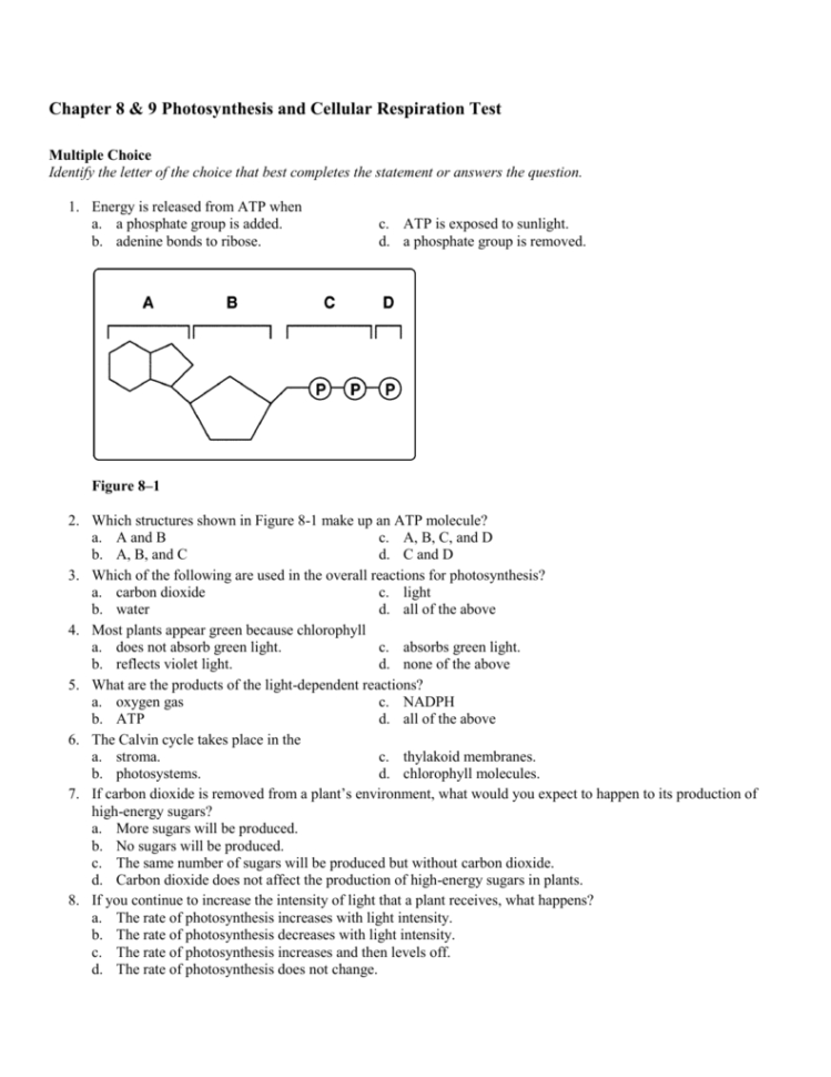 Chapter 8  9 Photosynthesis And Cellular Respiration Test