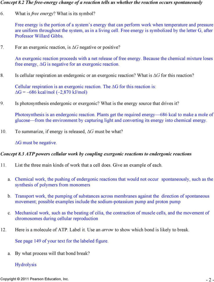 Chapter 8 An Introduction To Metabolism  Pdf