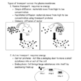 Chapter 8 Cellular Transport And The Cell Cycle