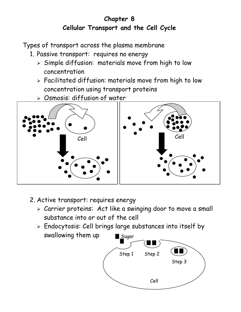 Chapter 8 Cellular Transport And The Cell Cycle